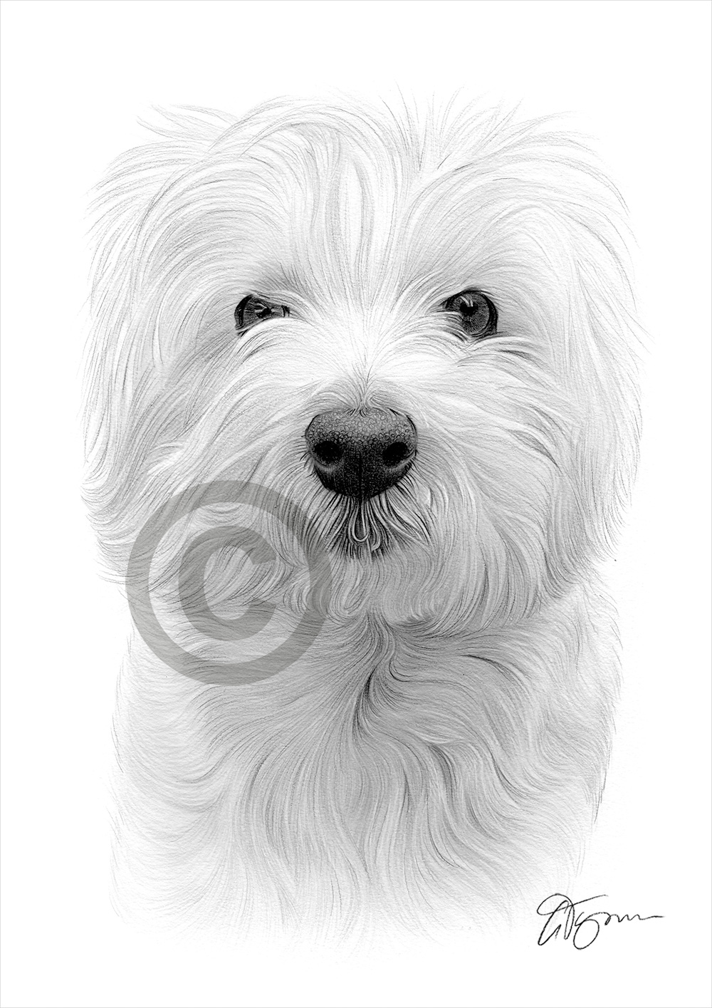 Pencil drawing commission of a westie by artist Gary Tymon