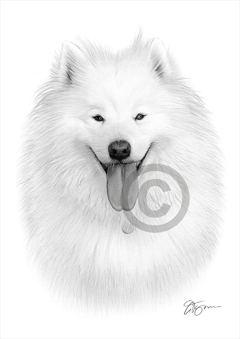 Pencil drawing commission of a white dog by artist Gary Tymon