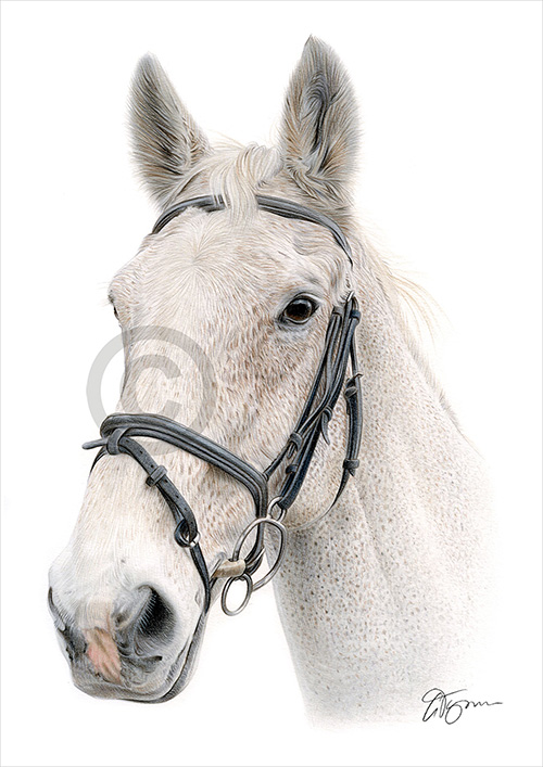 Pencil drawing artwork of a White Horse