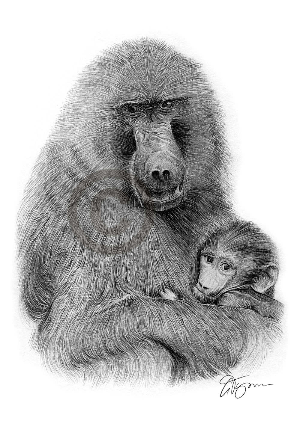BABOON pencil drawing artwork print A3 / A4 sizes signed by UK artist G