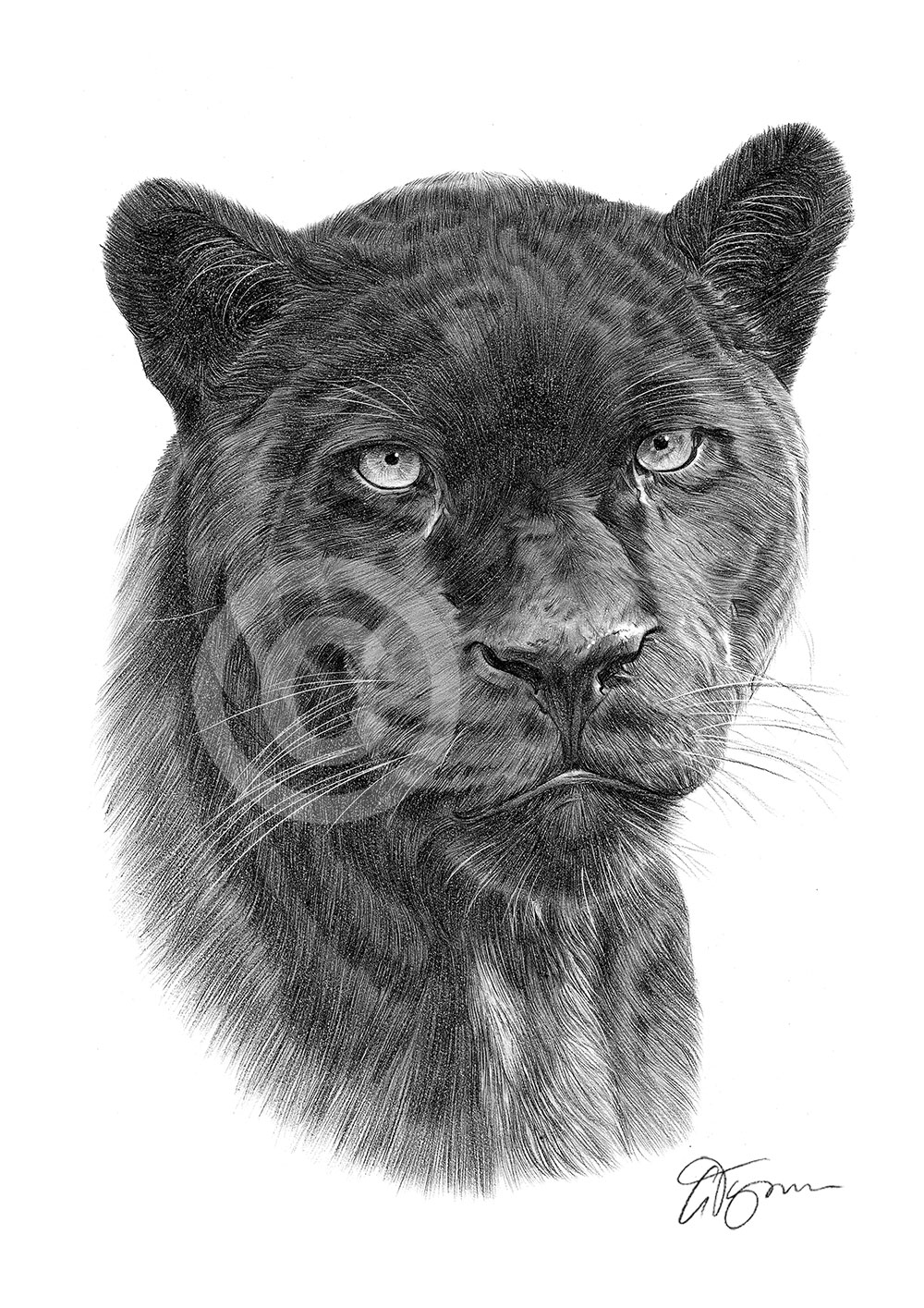 BLACK PANTHER pencil drawing art print A4/A3 sizes african wildlife
