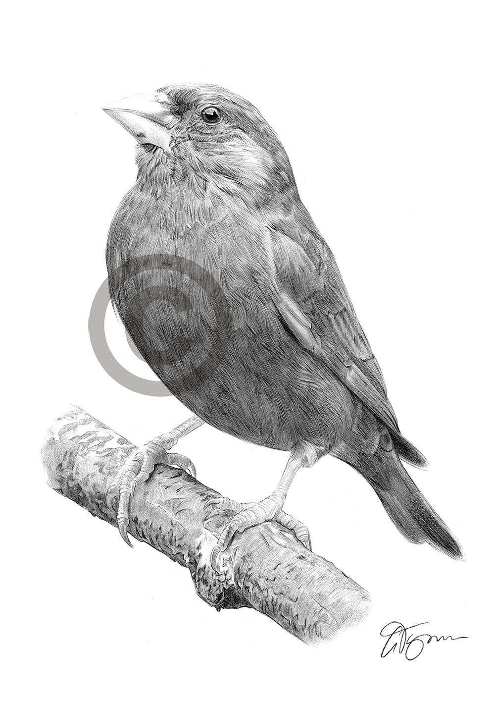 Greenfinch pencil drawing