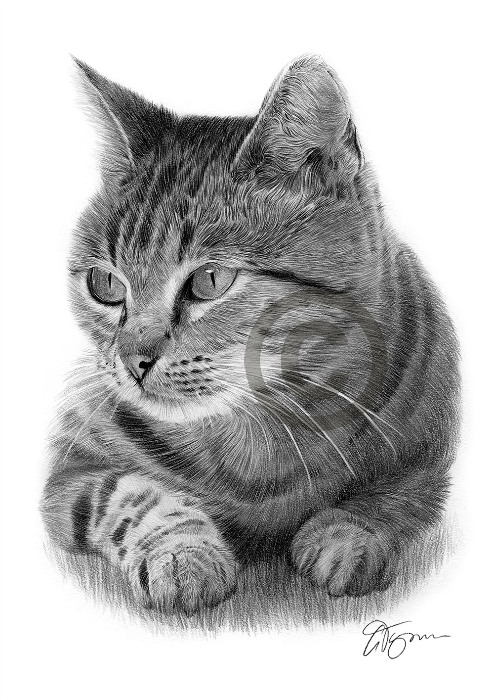 CAT pencil drawing art print A3 A4 sizes signed by UK 