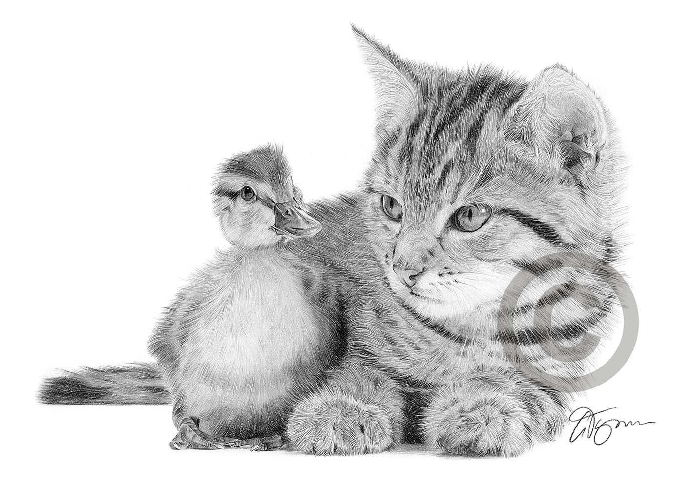 Cat And Duckling Pencil Drawing Print A4 Only Signed By Artist Gary