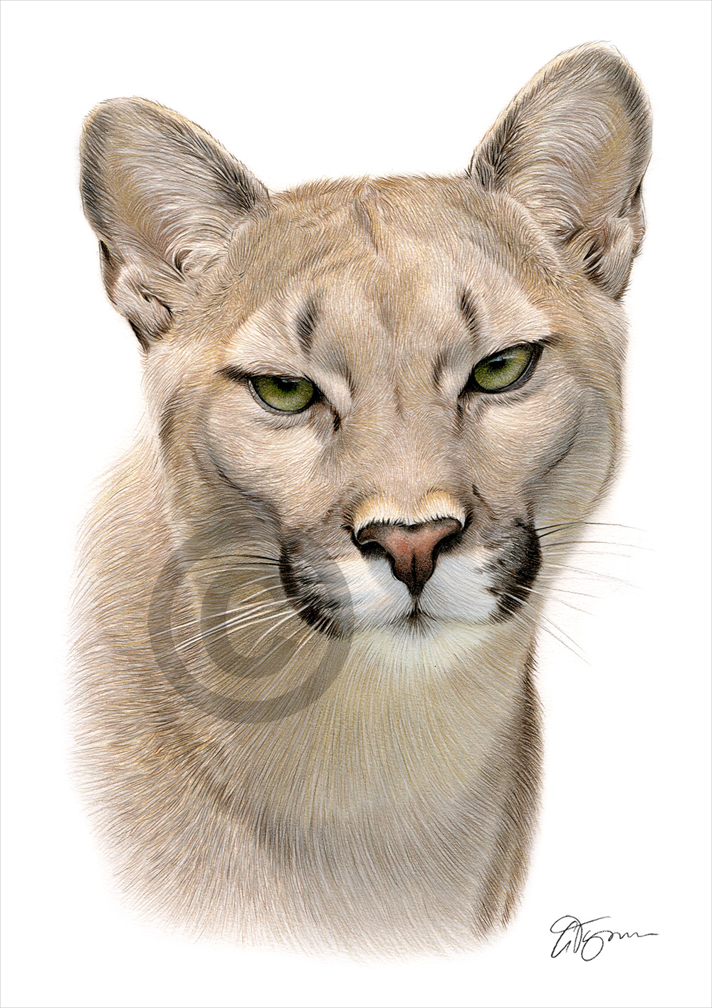 COUGAR colour pencil drawing print A4 / A3 signed by UK artist artwork