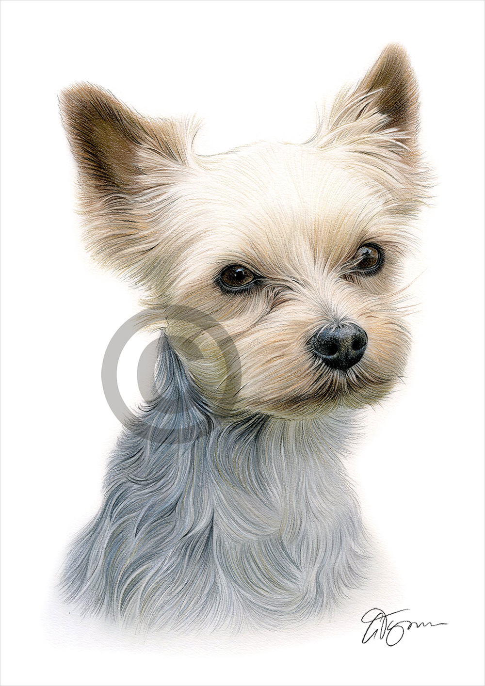 Dog YORKSHIRE TERRIER colour pencil drawing print A4 / A3 signed by UK ...