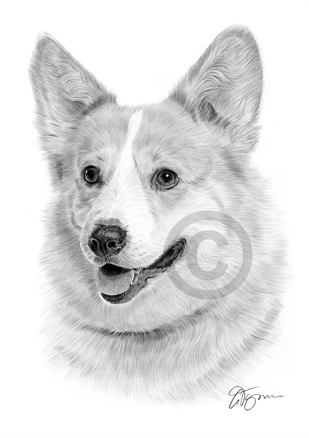 PEMBROKESHIRE CORGI art pencil drawing print A4 / A3 signed dog pet ...