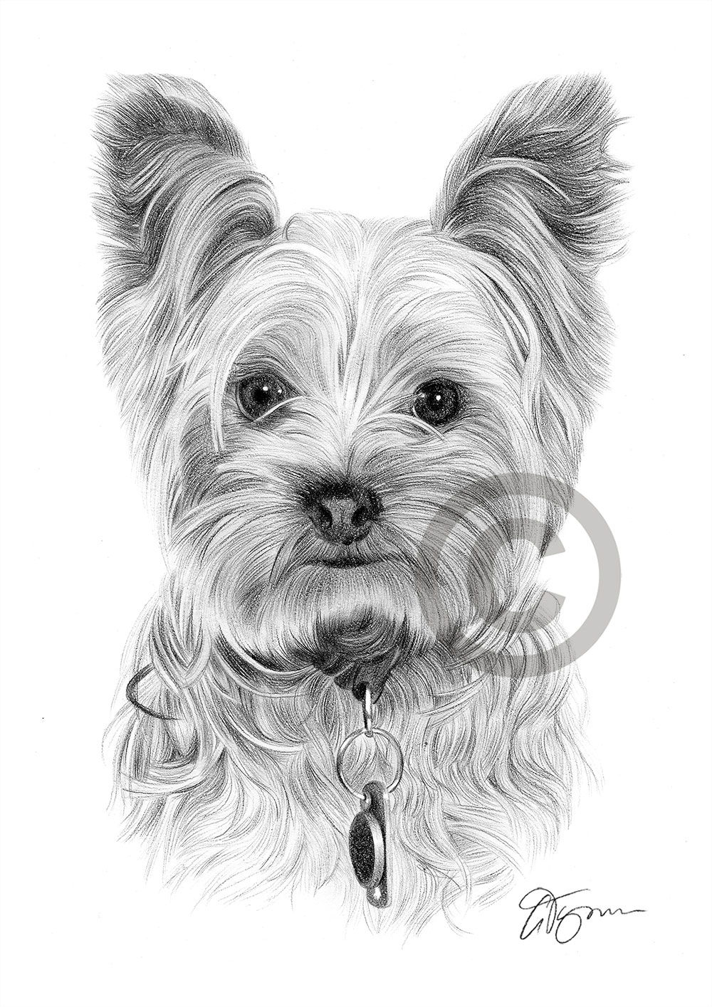 YORKSHIRE TERRIER art print A4 A3 sizes pencil drawing