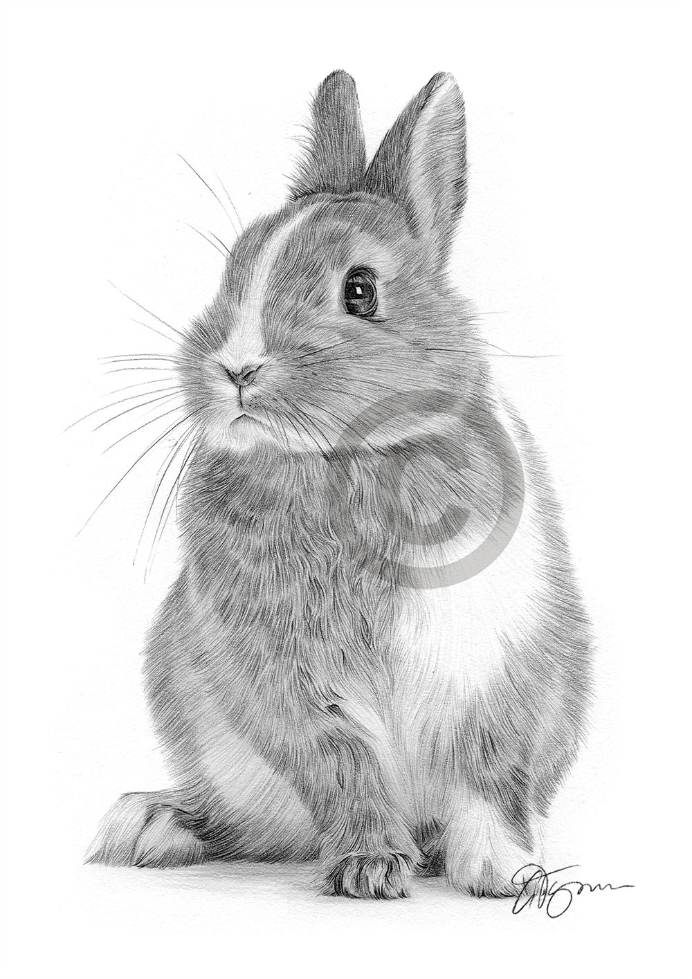 RABBIT - animal pencil drawing artwork print - A4 only signed by artist