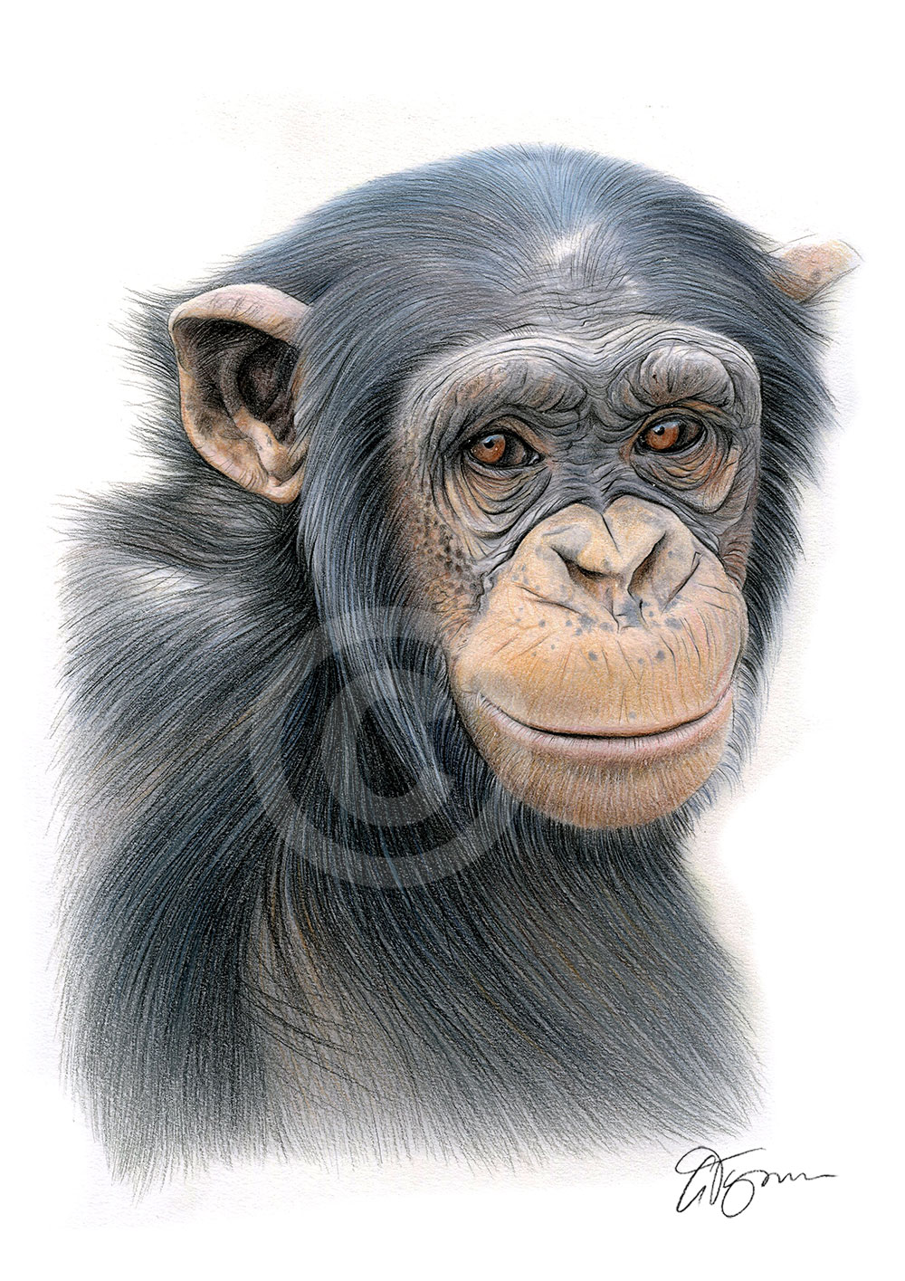 Pencil drawing of a chimpanzee in colour by artist Gary Tymon