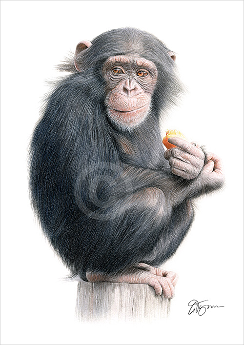 Colour pencil drawing of a Chimpanzee