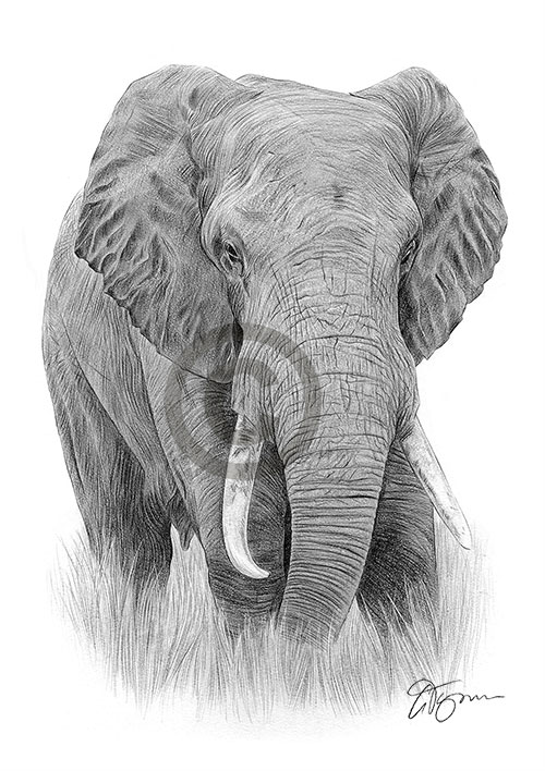 Pencil drawing of an elephant