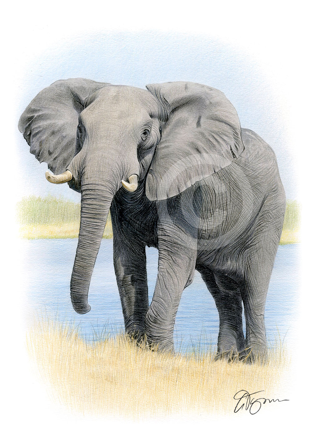 Pencil drawing of an African elephant in colour by artist Gary Tymon