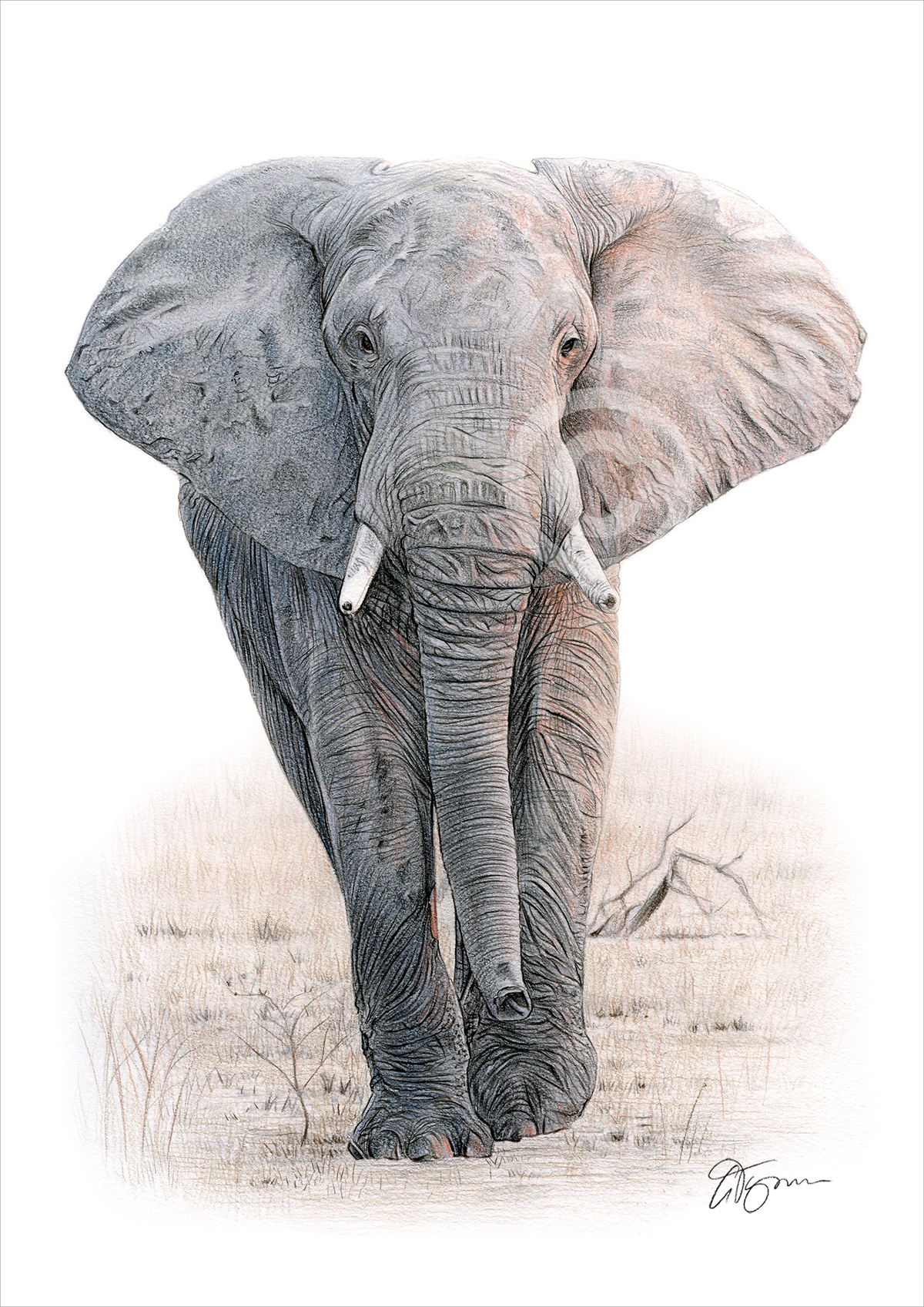 Colour pencil drawing of an African elephant in portrait Colour pencil drawing of an African elephant in portrait by artist Gary Tymon