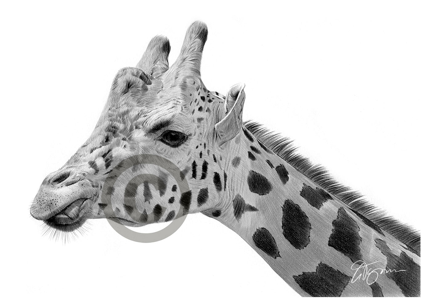 Pencil drawing of an African giraffe by artist Gary Tymon