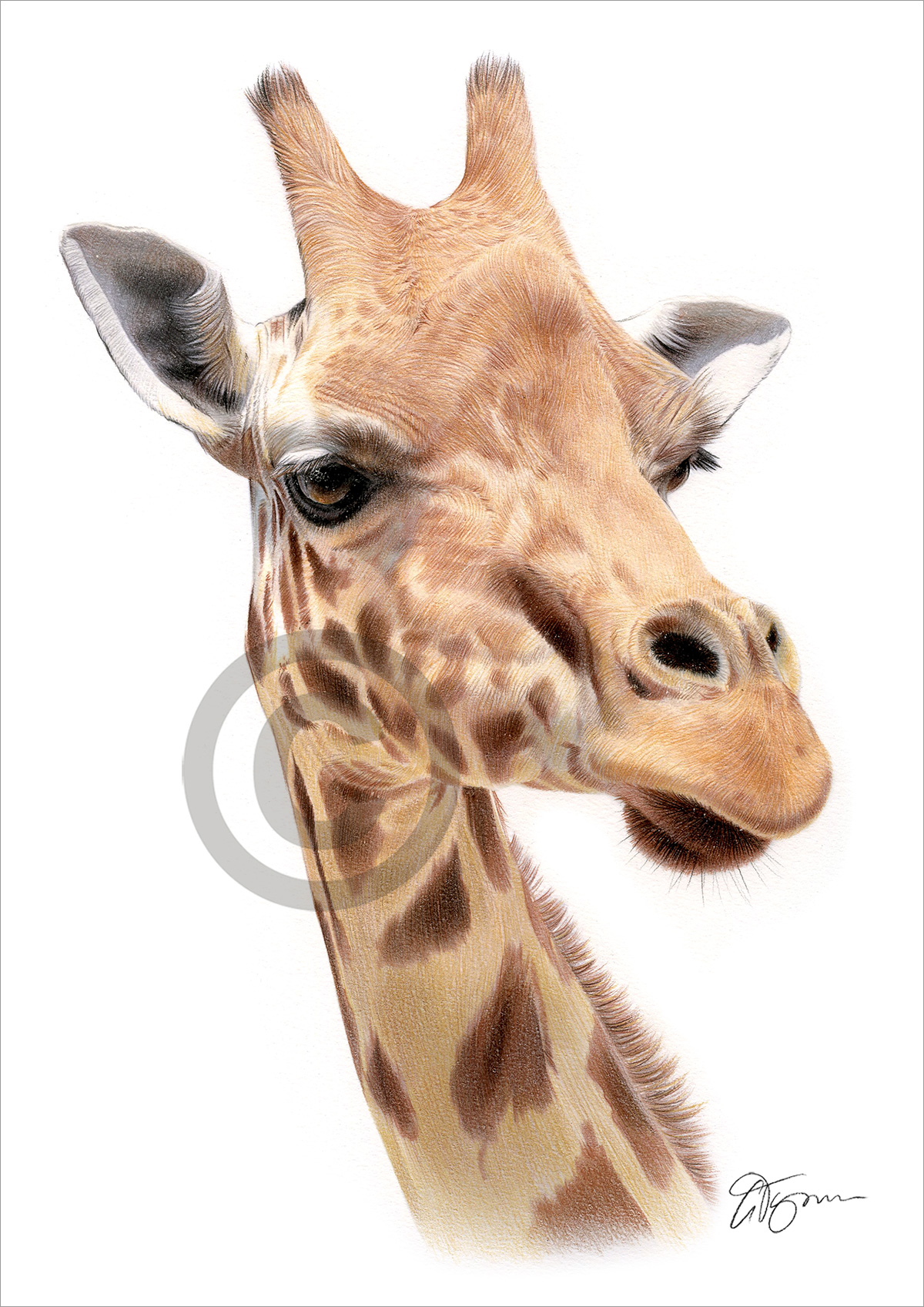 Pencil drawing of a giraffe in colour by artist Gary Tymon