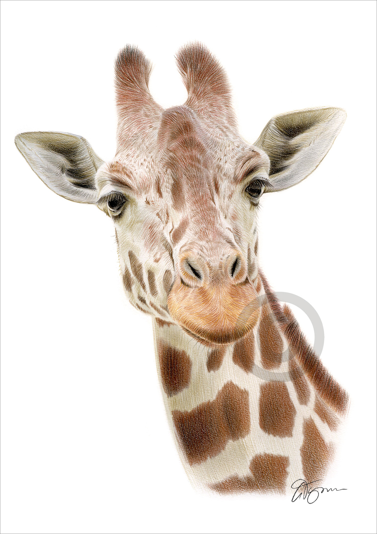 Colour pencil drawing of a giraffe in portrait by artist Gary Tymon