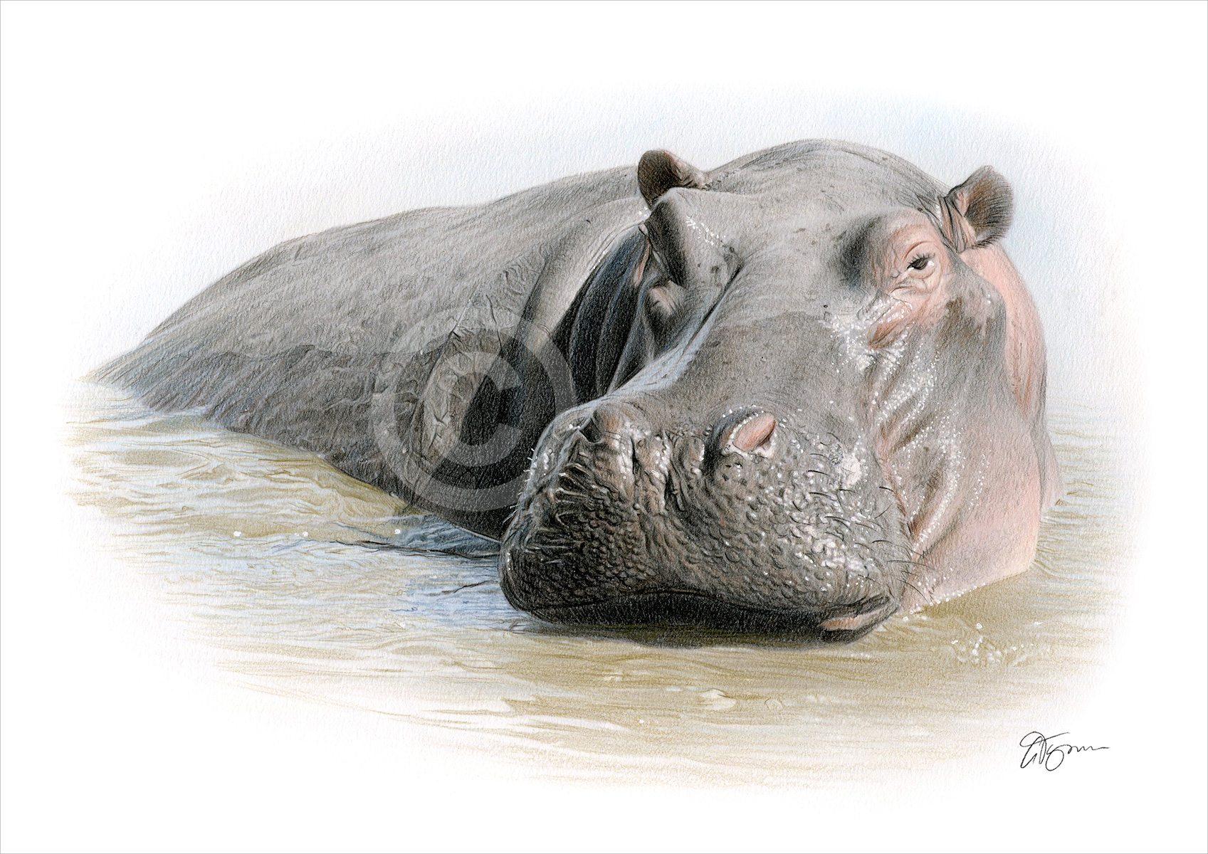 Pencil drawing of a hippo in colour by artist Gary Tymon