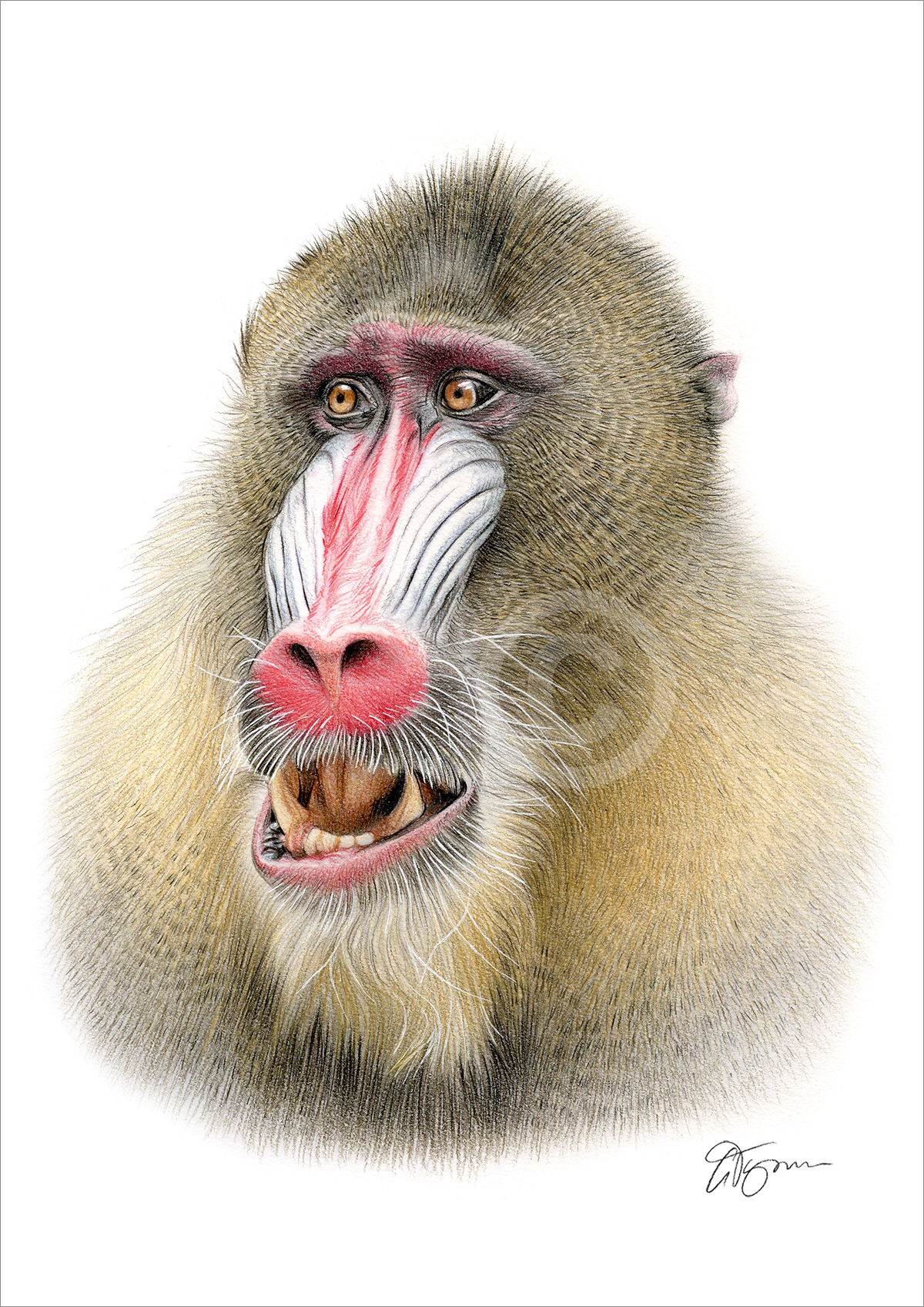 Pencil drawing of a mandrill in colour by artist Gary Tymon