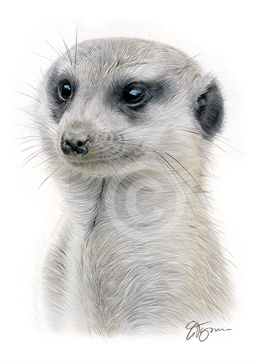 Pencil drawing of a meerkat