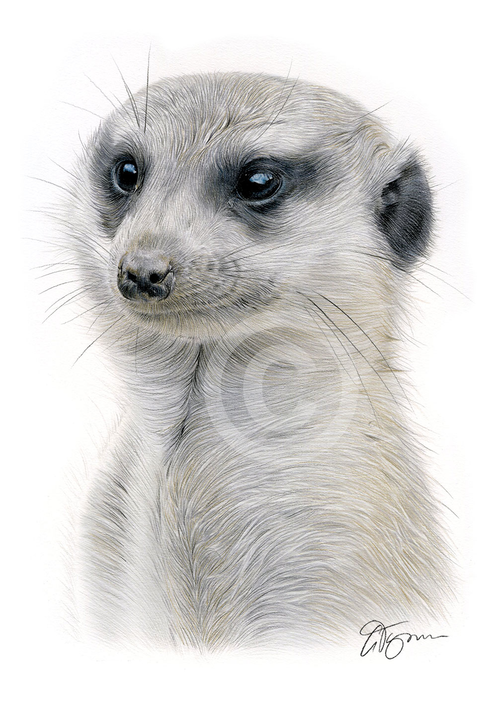 Pencil drawing of a meerkat by artist Gary Tymon