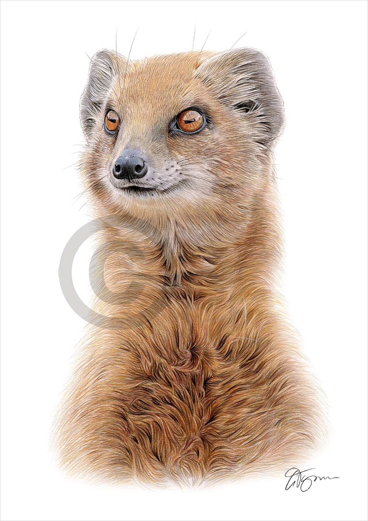 Pencil drawing of a mongoose by artist Gary Tymon