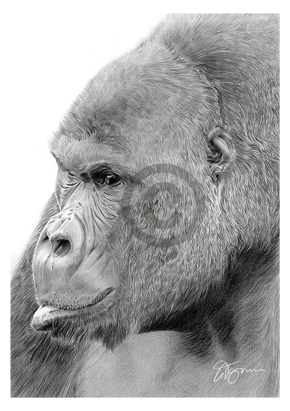 Pencil drawing of a mountain gorilla by artist Gary Tymon