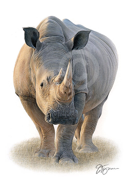 Pencil drawing of a rhino in colour