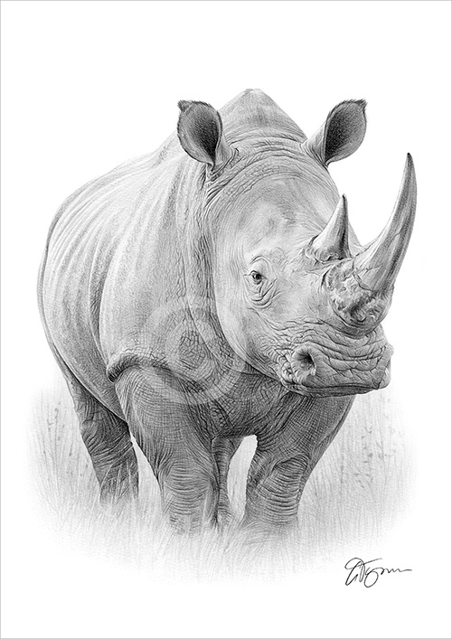 Pencil drawing of a Rhino in portrait