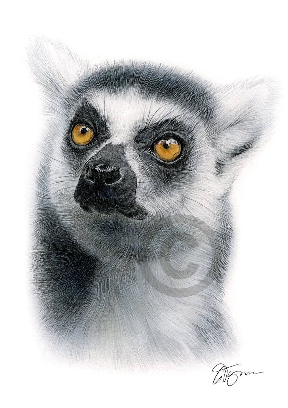 Pencil drawing of a ring-tailed lemur in colour by artist Gary Tymon