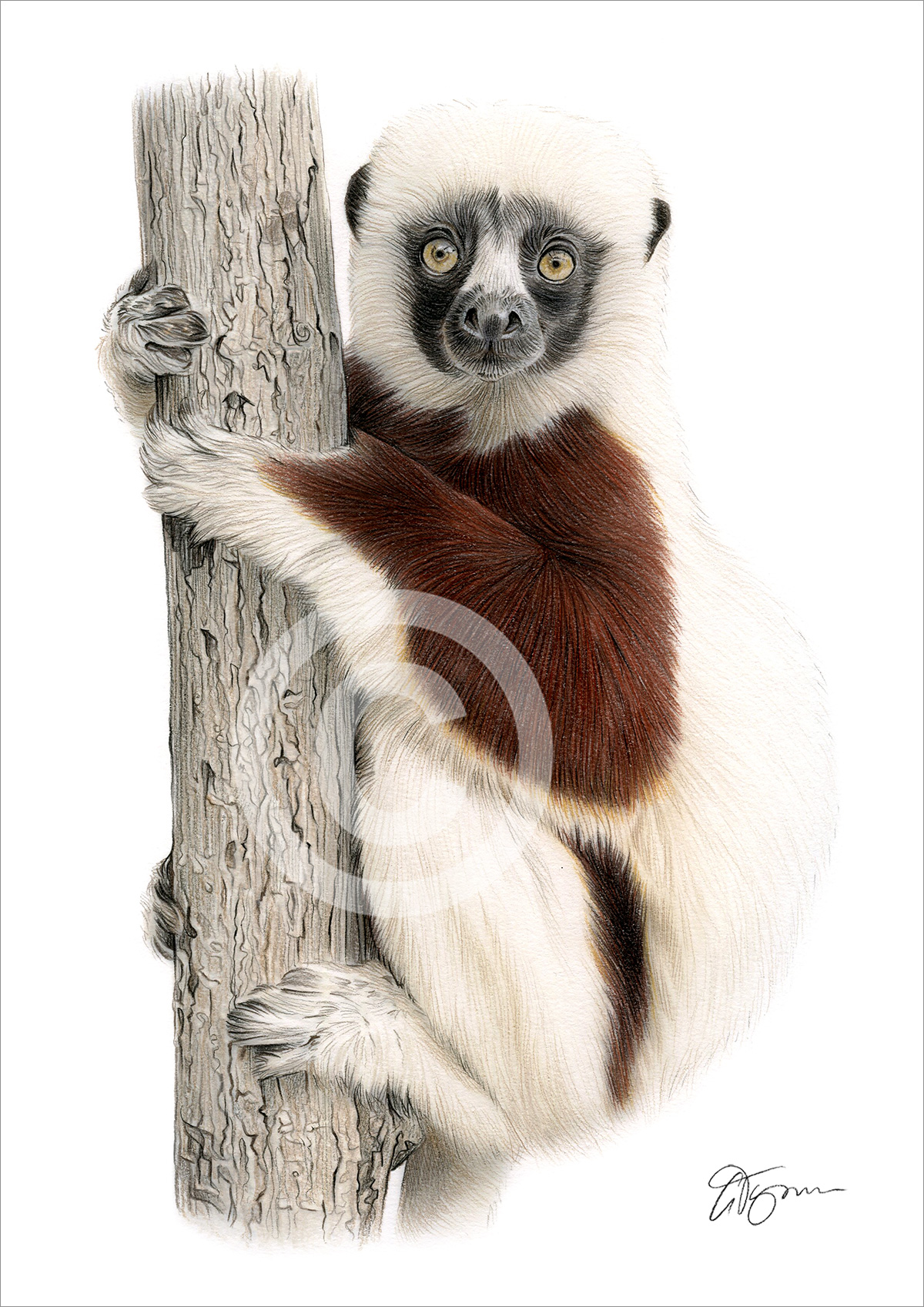 Pencil drawing of a sifaka by artist Gary Tymon