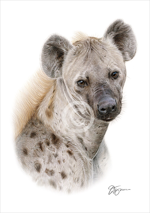 Colour pencil drawing of a Spotted Hyena