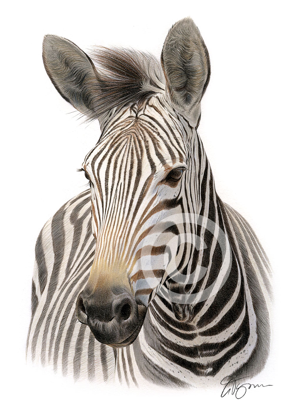 Pencil drawing of a Zebra in colour by artist Gary Tymon