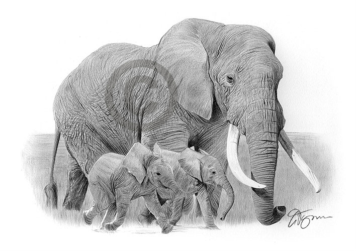 Pencil drawing of an elephant and babies