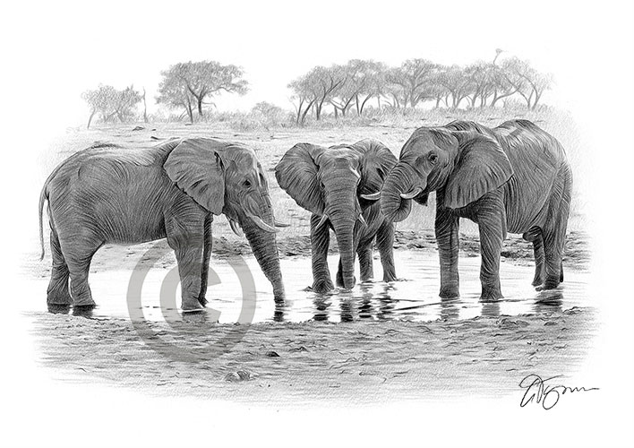 Pencil drawing of a group of elephants at a waterhole