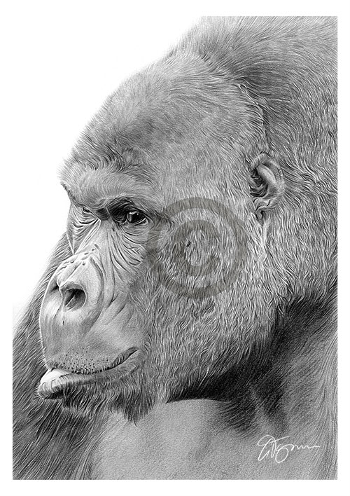 Pencil drawing of an African mountain gorilla