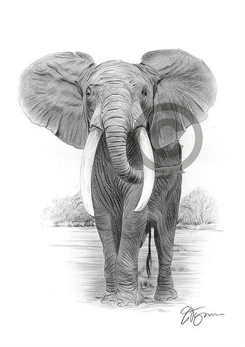 Pencil drawing of an African elephant