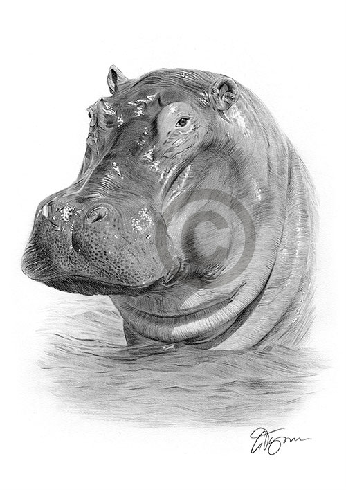 Pencil drawing of a hippo