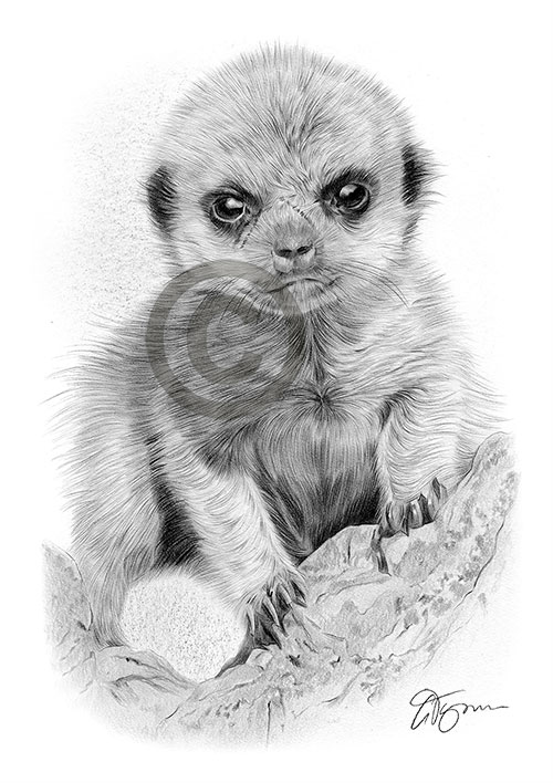 Pencil drawing of a baby meerkat