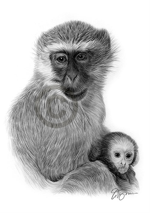 Pencil drawing of a vervet monkey