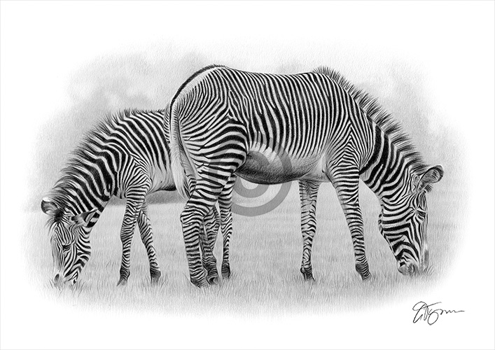 Pencil drawing of two zebras grazing