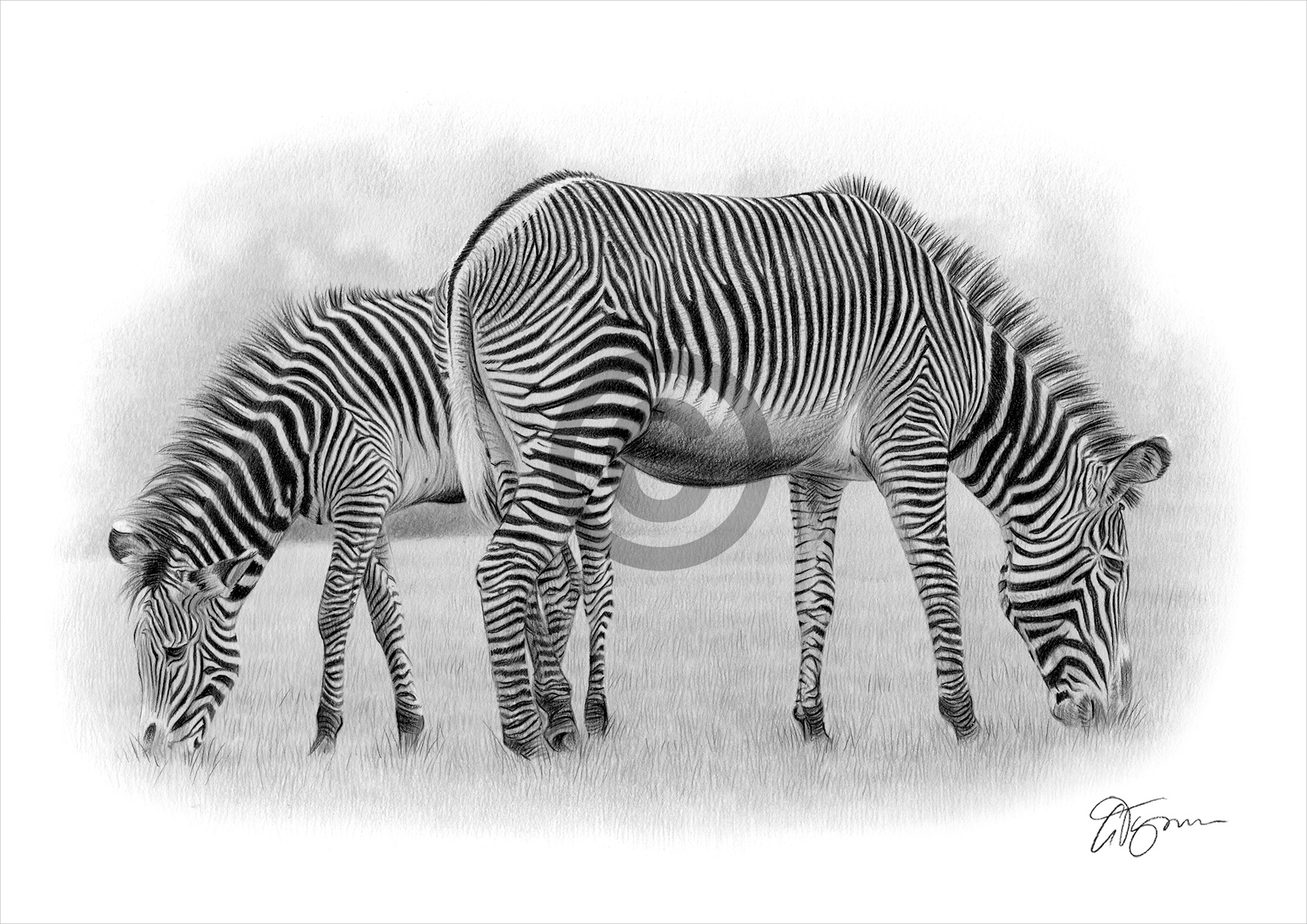 Pencil drawing of two Zebras grazing by artist Gary Tymon