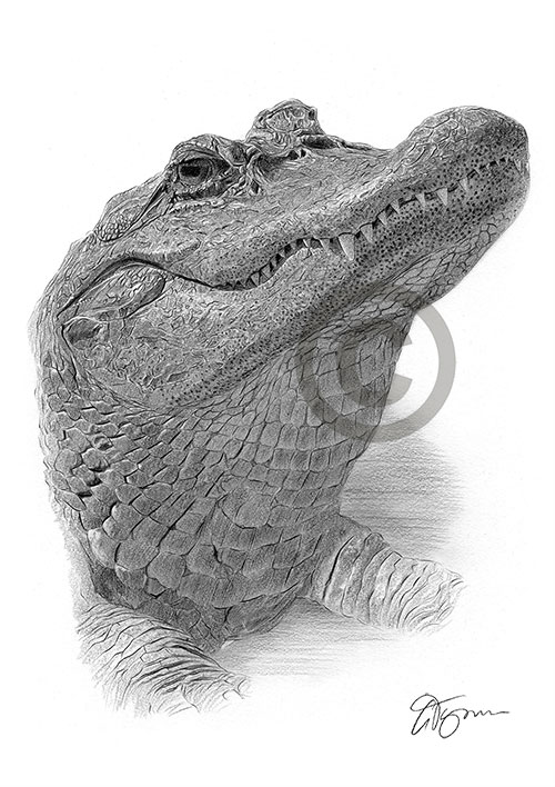 Pencil drawing of an alligator