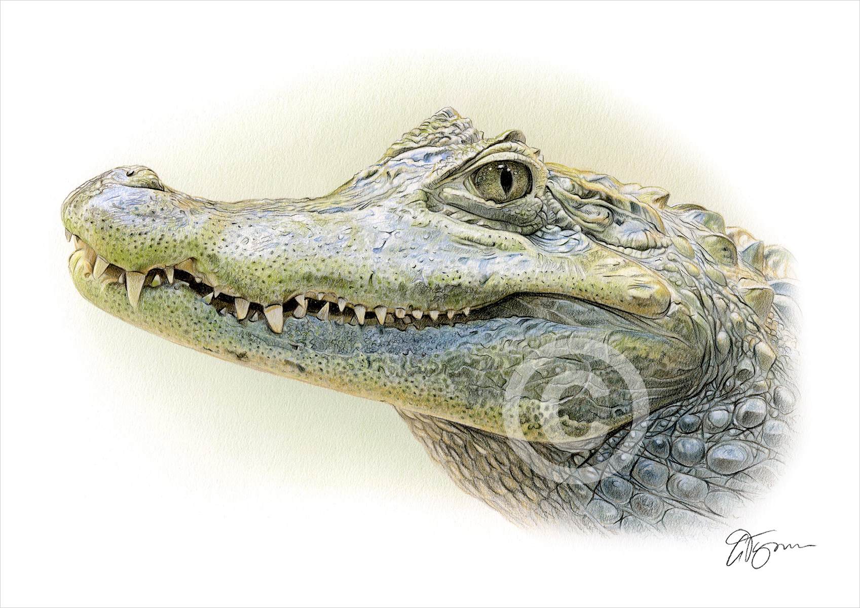 Pencil drawing of an alligator in colour by artist Gary Tymon