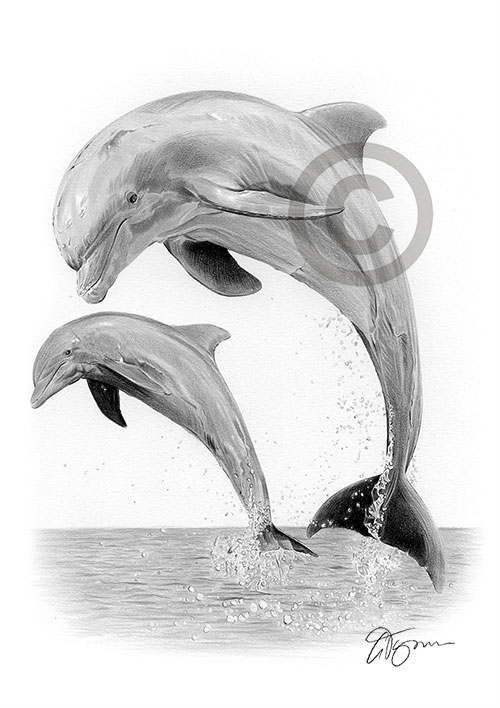 Pencil drawing of a dolphin