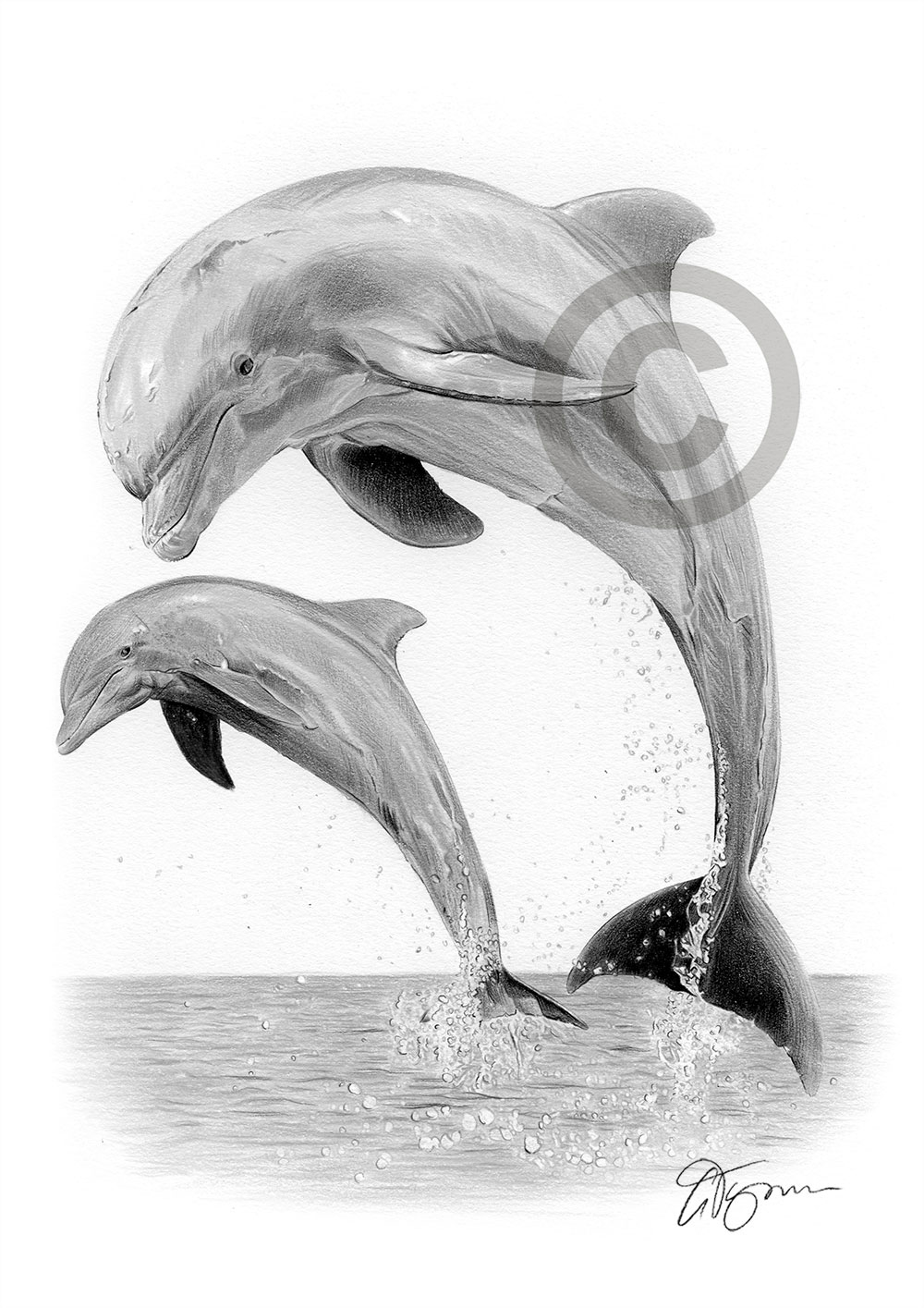Pencil drawing of a dolphin by artist Gary Tymon