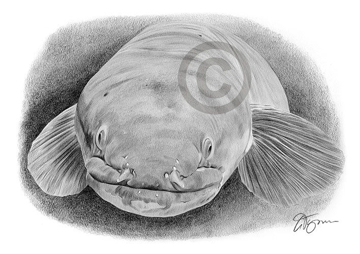 Pencil drawing of a long fin eel