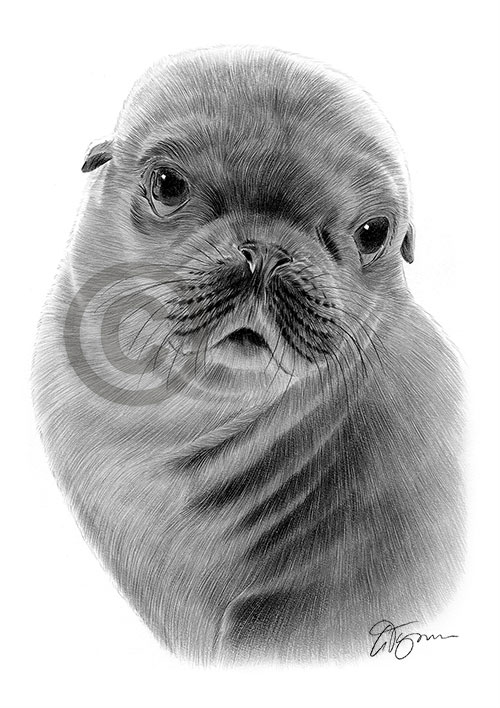 Pencil drawing of a seal