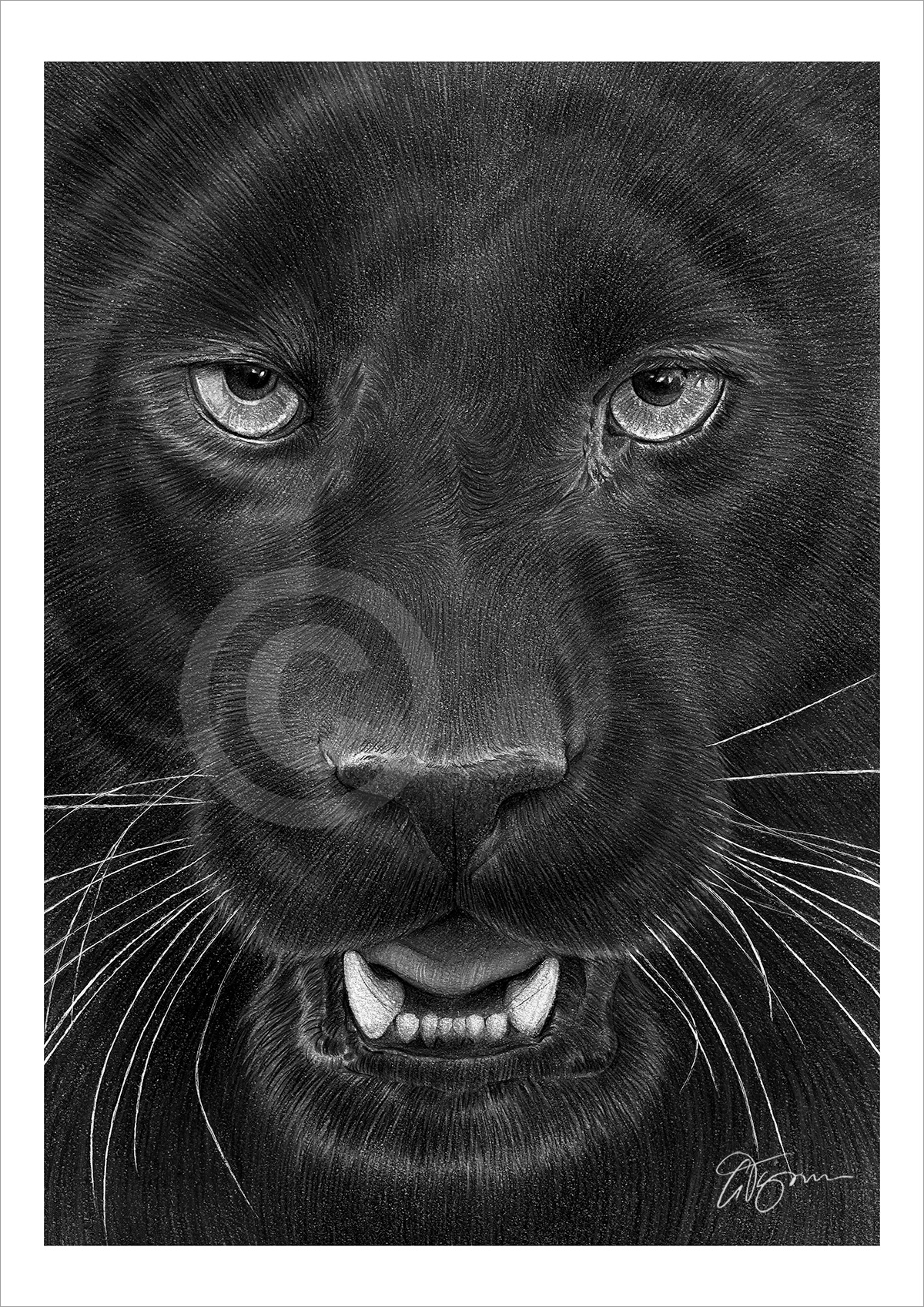 Pencil drawing portrait of a black panther Pencil drawing portrait of a black panther by artist Gary Tymon
