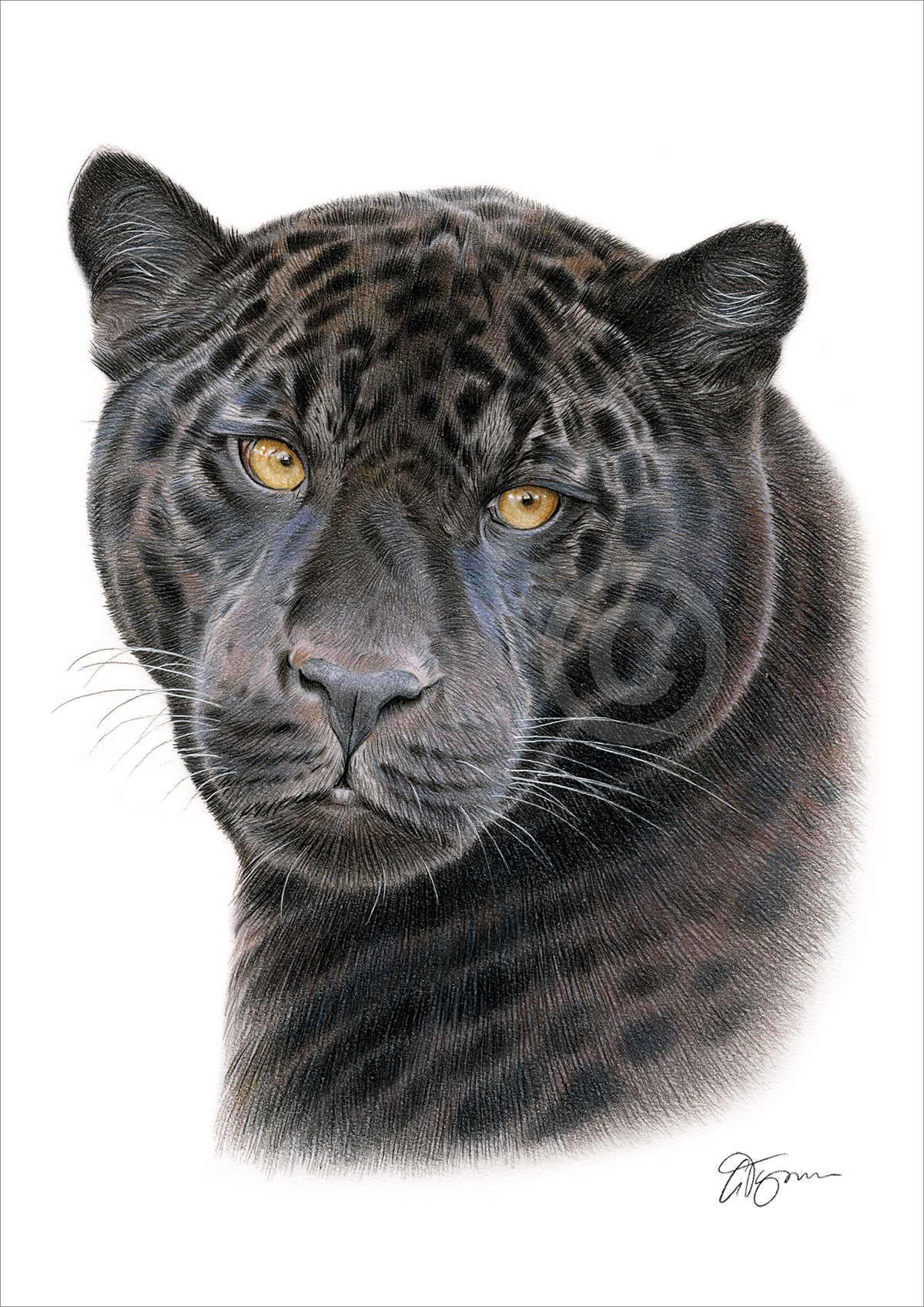 Pencil drawing of an adult black panther by artist Gary Tymon